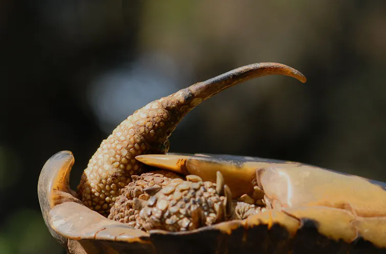 Avec l’extrémité cornée de leur queue, les mâles utilisent piquent le cloaque des femelles, et finissent régulièrement par les blesser sur Golem Grad