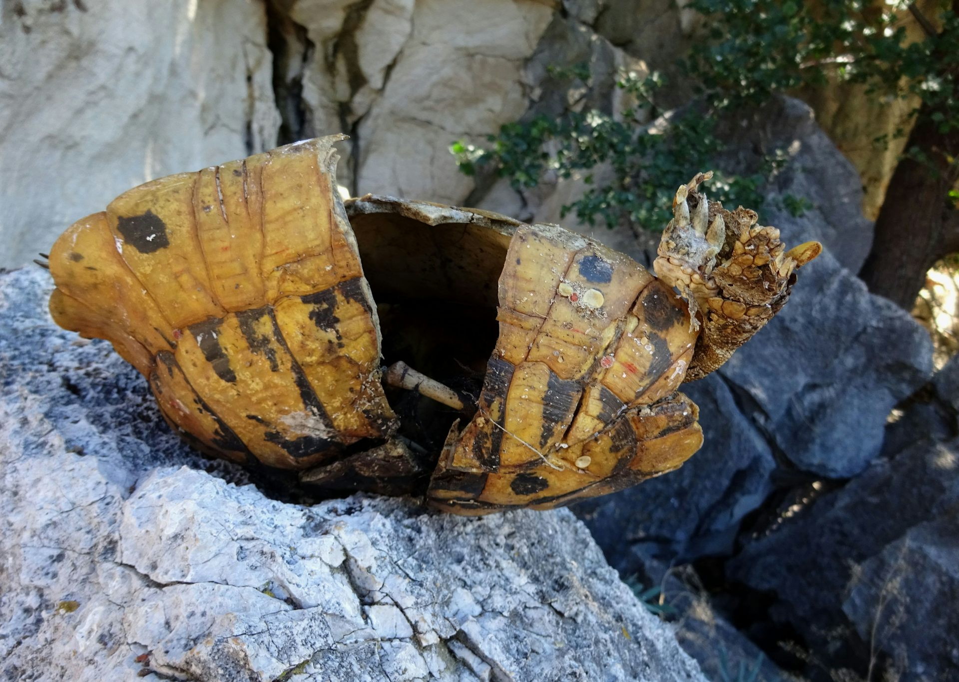 Une carapace de tortue fendue en deux