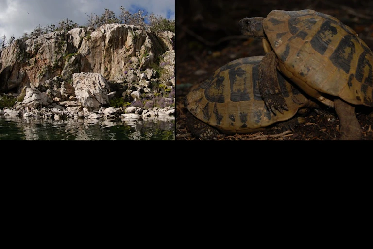 Photo-montage : une carapace de tortue brisée et vidée, les falaises des rives du lac, deux tortues s’accouplant.