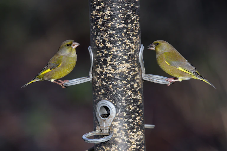two greenfinches feeding on bird feeder