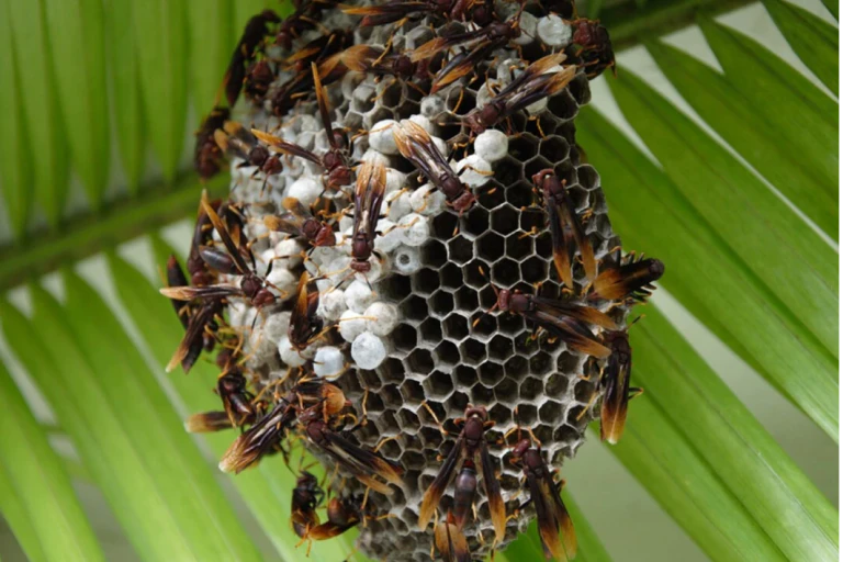 Dark brown wasps cluster on nest
