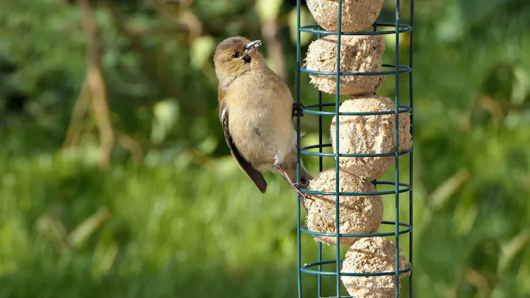 chaffinch bird on bird feeder