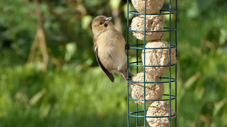 chaffinch bird on bird feeder