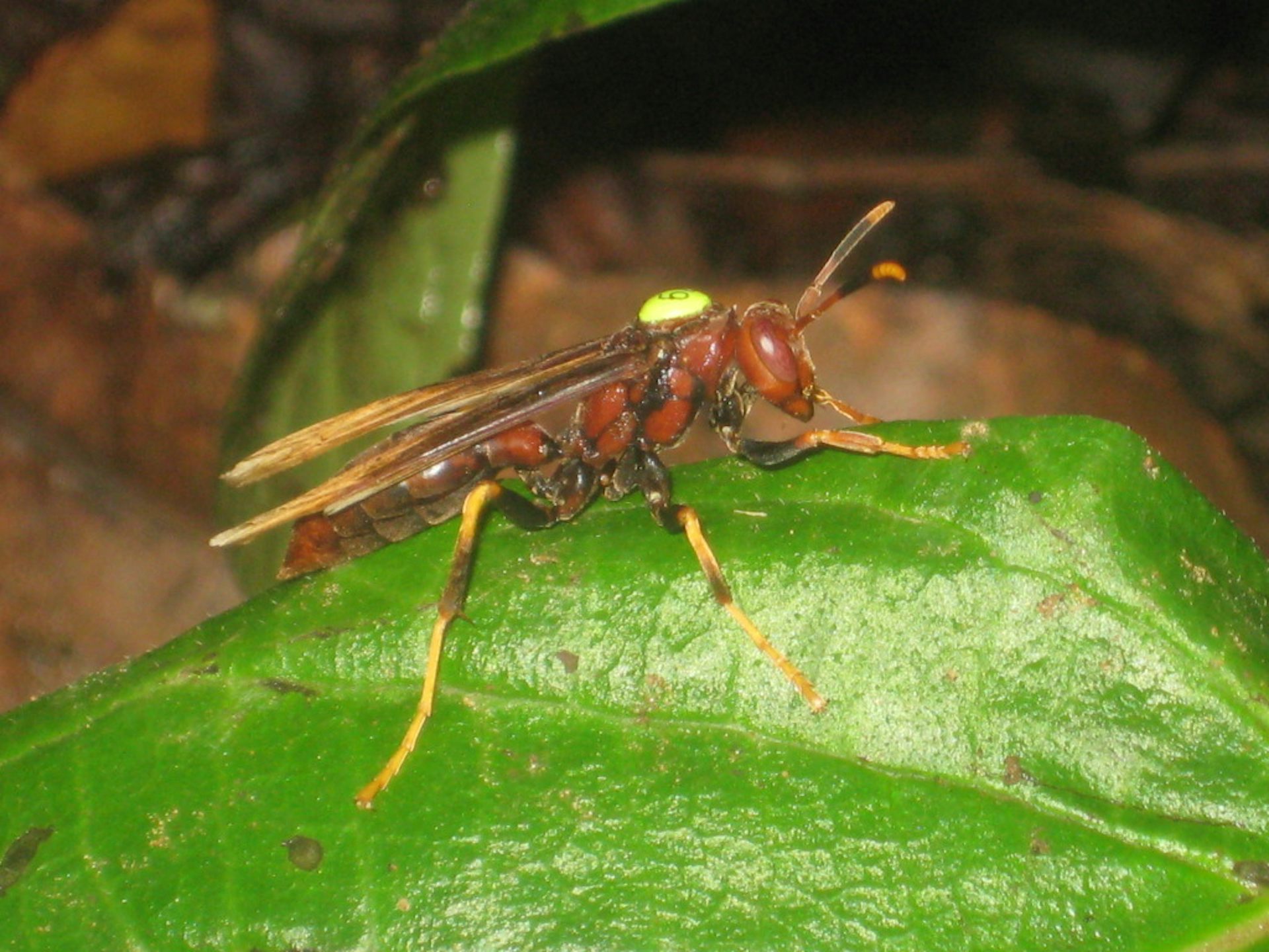 Large grown wasp with yellow legs and wing tips sitting on leaf