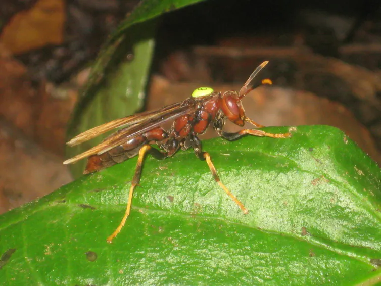 Large grown wasp with yellow legs and wing tips sitting on leaf