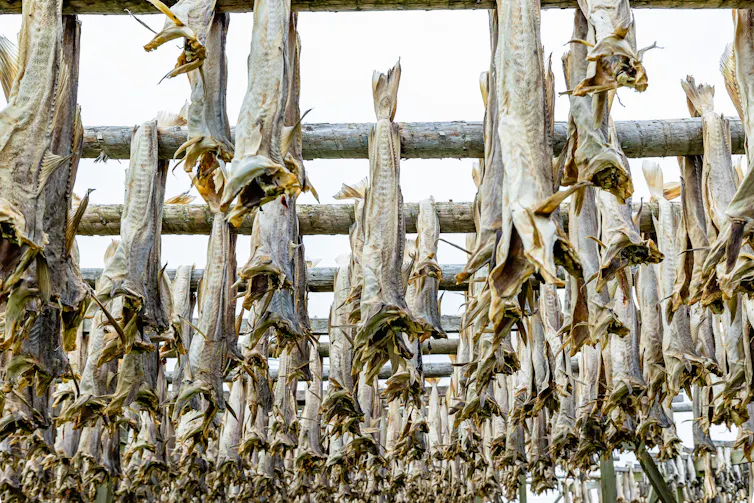 dried fish hanging