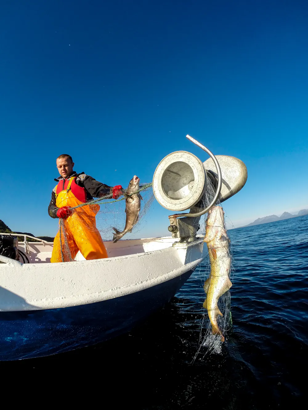 New advice on avoiding British cod: how to make sure your fish and ...