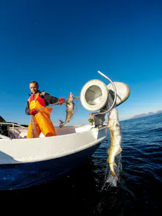 man standing in boat pulling out fish from sea