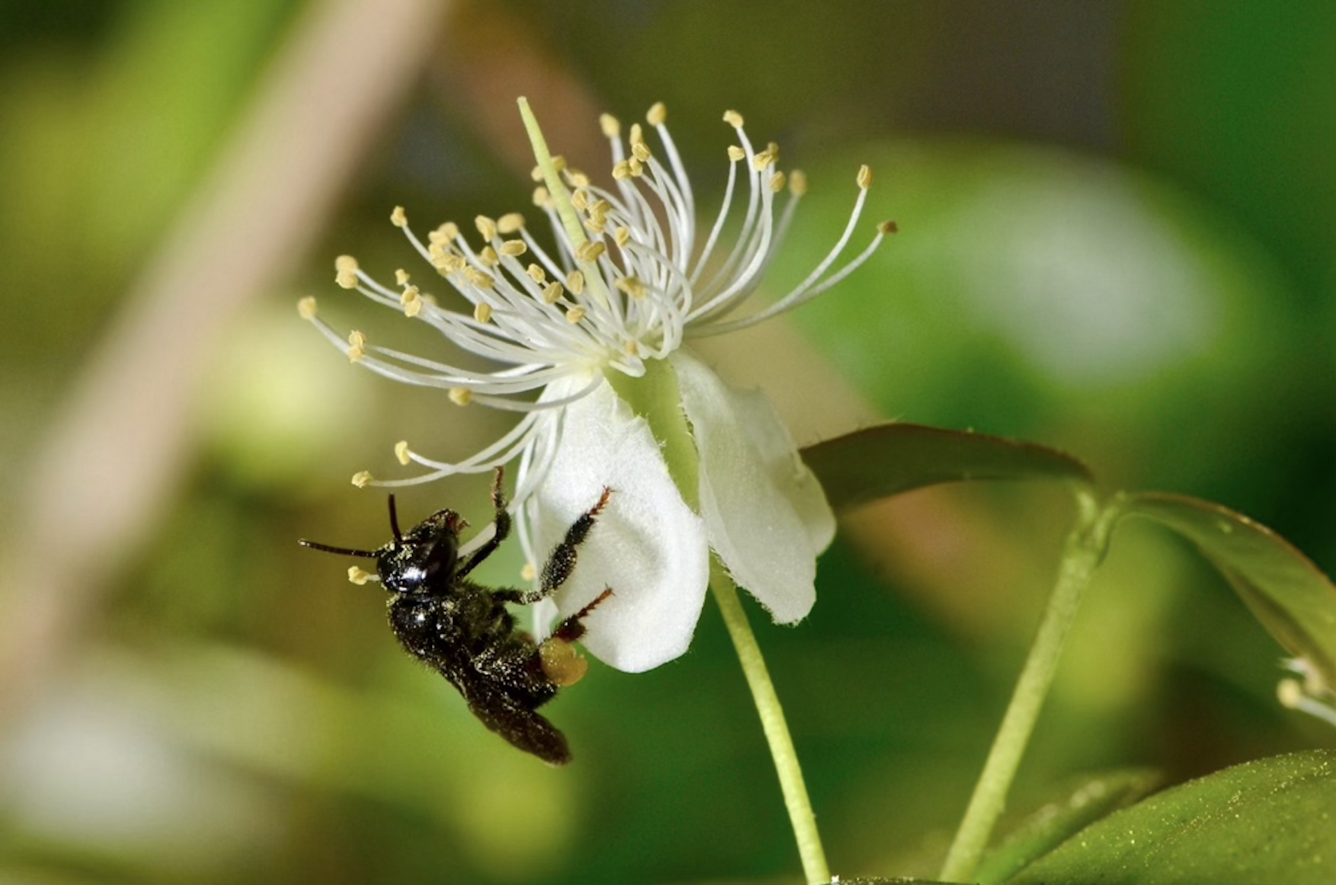 Foto mostra uma abelha pousada numa flor branca
