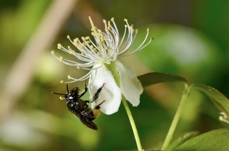 Foto mostra uma abelha pousada numa flor branca