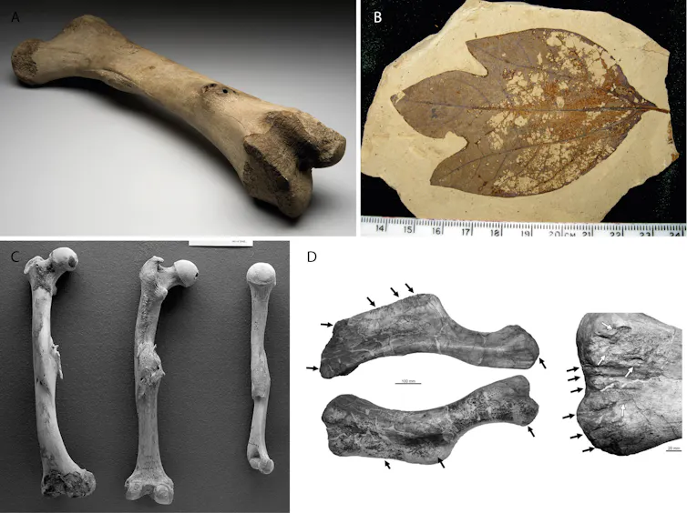 Distintos huesos patológicos, incluyendo un fémur de mamut del Pleistoceno con enfermedad infecciosa, hoja de sasafrás eocénica con daños causados por insecto, fémures humanos de edad romana con malformaciones, y un húmero de dinosaurio con marcas de depr