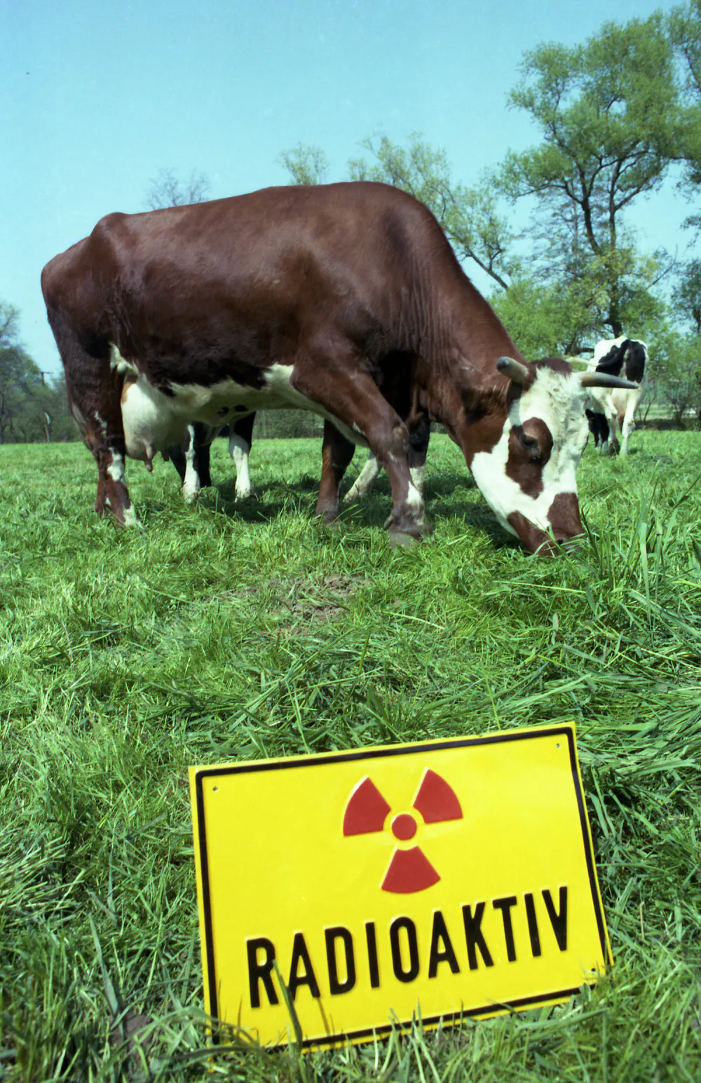 Radioactivive Research at Chernobyl and Fukushima shows how radioactive materials ...