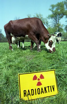 Cows graze in a grassy field marked with a bright yellow sign with the international symbol for radiation danger.