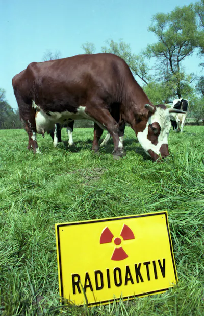 Cows graze in a grassy field marked with a bright yellow sign with the international symbol for radiation danger.