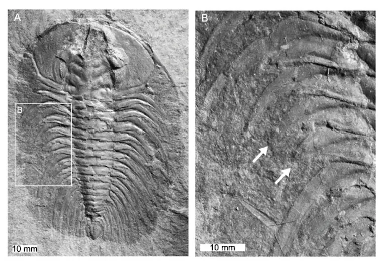 Espécimen de trilobites con marcas relacionadas con depredación. La remodelación sugiere que el animal sobrevivió al ataque.