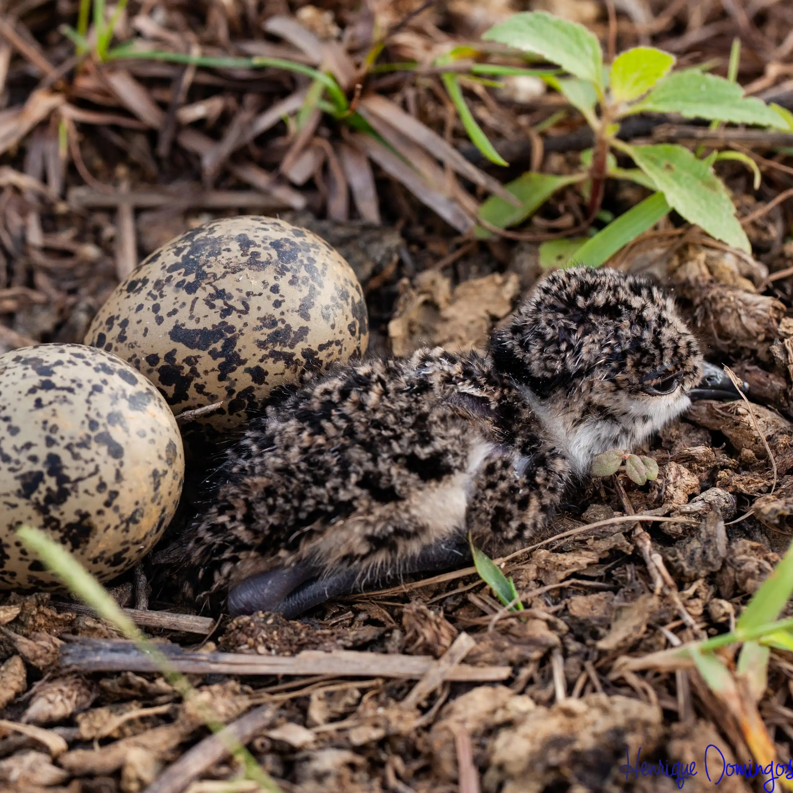 Foto mostra um ninho com dois ovos e dois passarinhos recém nascidos deitados