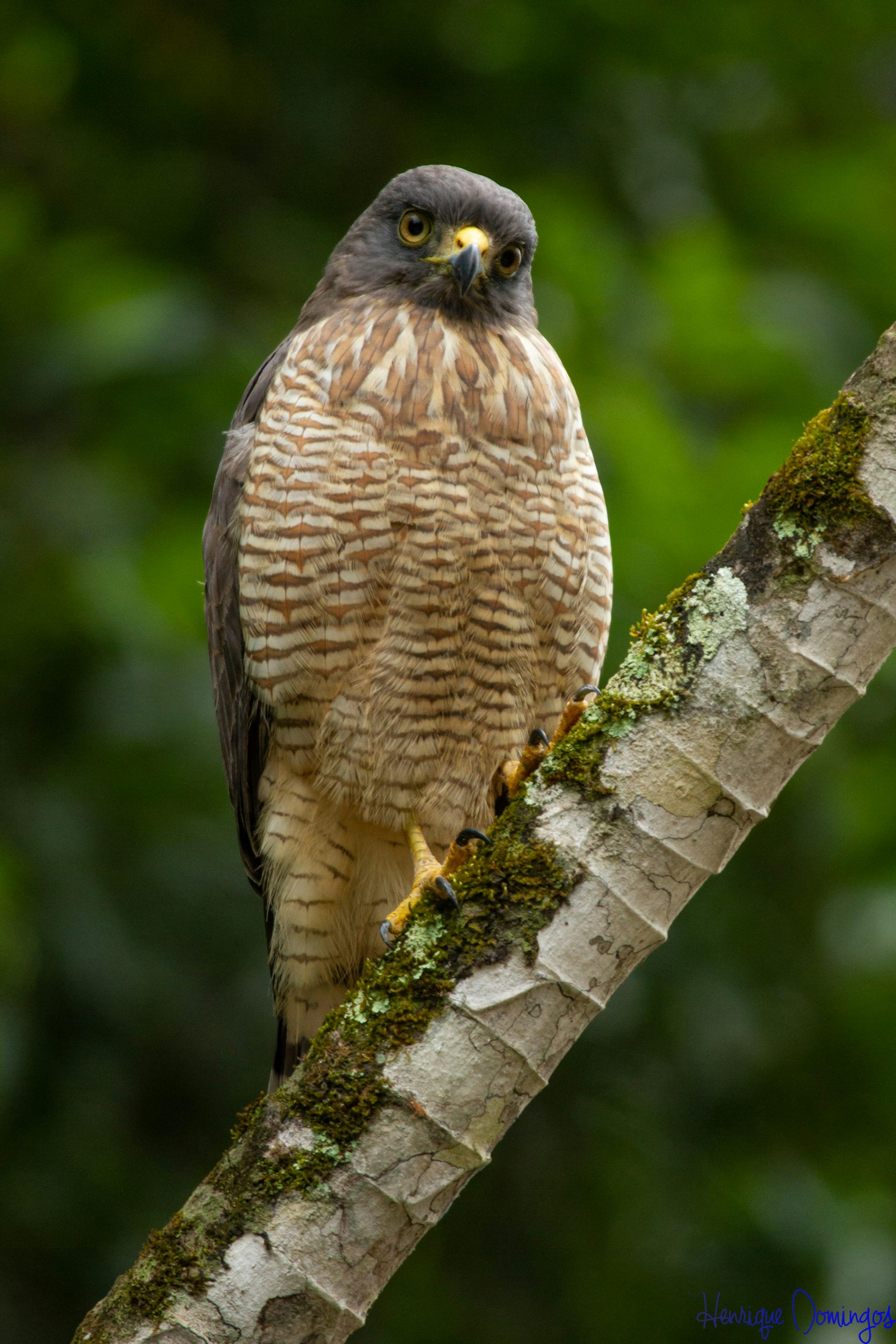 Foto mostra um gavião-carijó pousado num galho