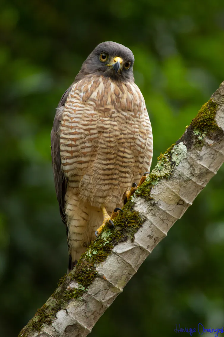 Foto mostra um gavião-carijó pousado num galho