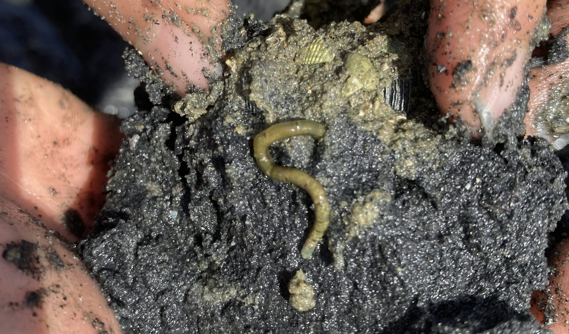 How microplastics hurt the hidden helpers that keep our coasts healthy