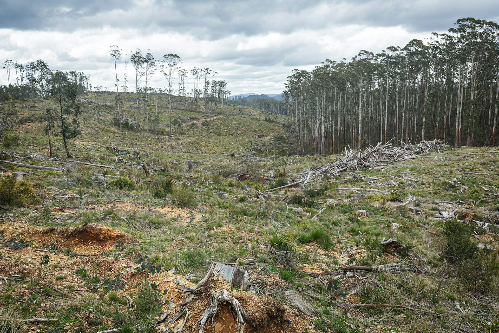 A birds-eye picture of a logged forest.