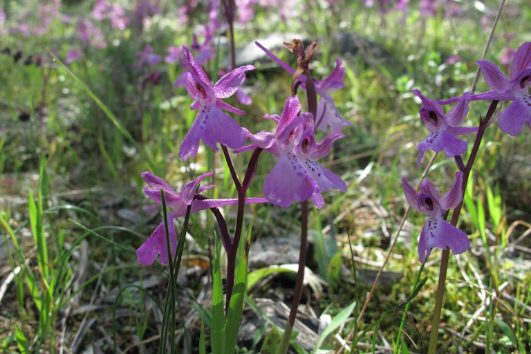 purple orchid flowers