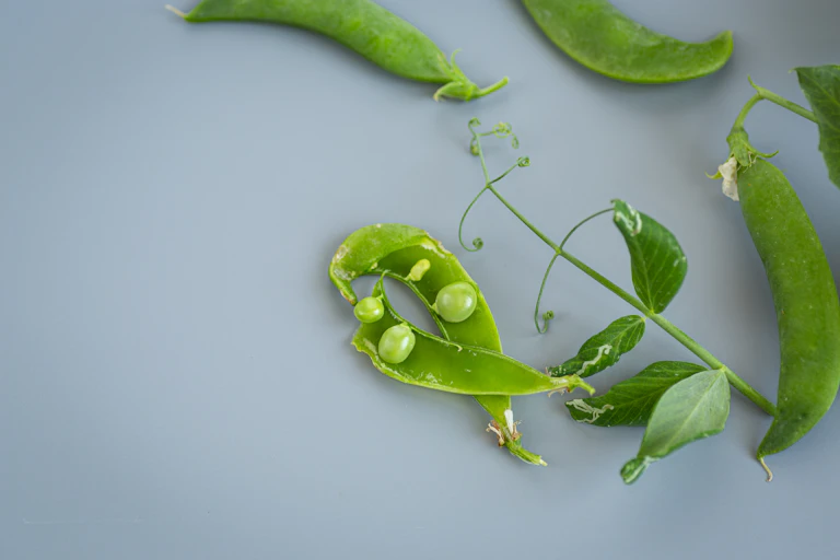 Planta de guisante con una vaina abierta.