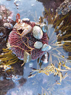 ¿Las mareas afectan a los animales acuáticos? 5 file 20260415 57 ktecms.jpg?ixlib=rb 4.1