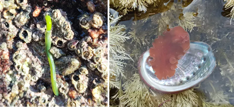 ¿Las mareas afectan a los animales acuáticos? 4 file 20260415 57 zrgrke.png?ixlib=rb 4.1