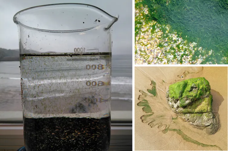 ¿Las mareas afectan a los animales acuáticos? 6 file 20260415 57 dtvmug.png?ixlib=rb 4.1