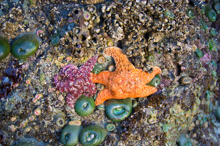 Estrellas de mar y animales marinos de colores sobre rocas.
