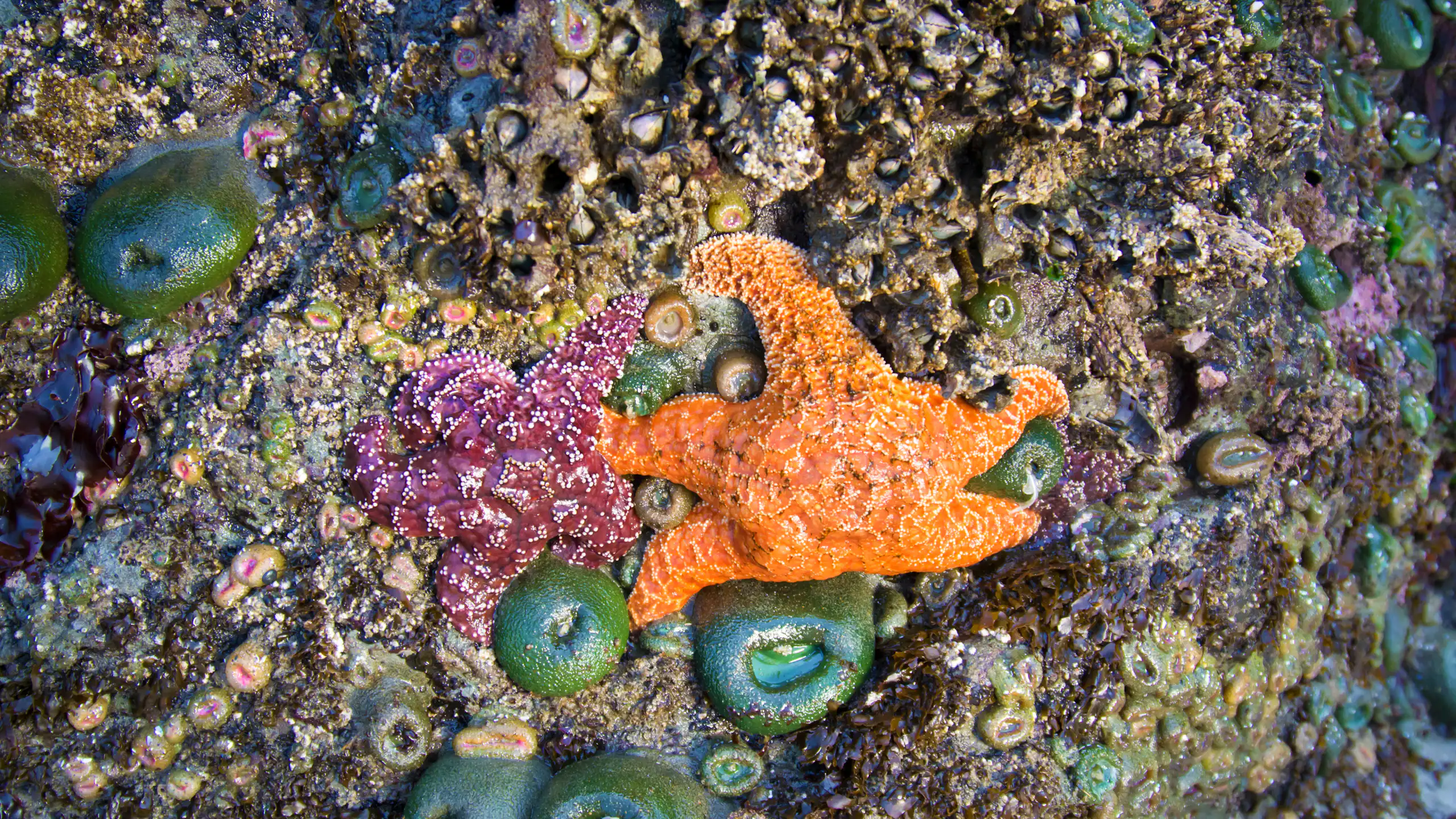 Estrellas de mar y animales marinos de colores sobre rocas.