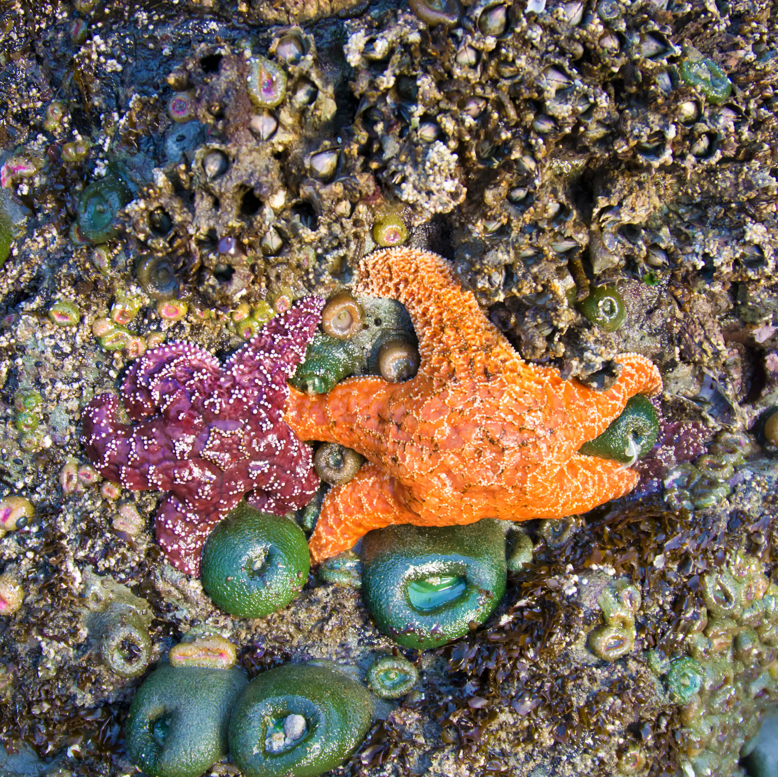 Estrellas de mar y animales marinos de colores sobre rocas.