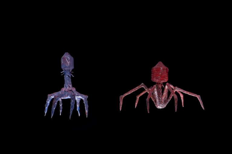Model of bacteriophages.