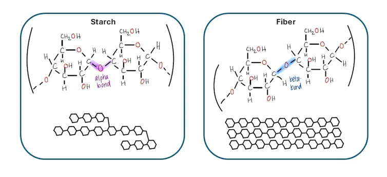 Drawings of complex carbohydrates. Starch on the left has a bond that is bent in a v shape, while fiber on the right has a bond that is straight.