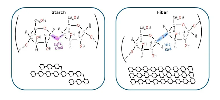 Drawings of complex carbohydrates. Starch on the left has a bond that is bent in a v shape, while fiber on the right has a bond that is straight.