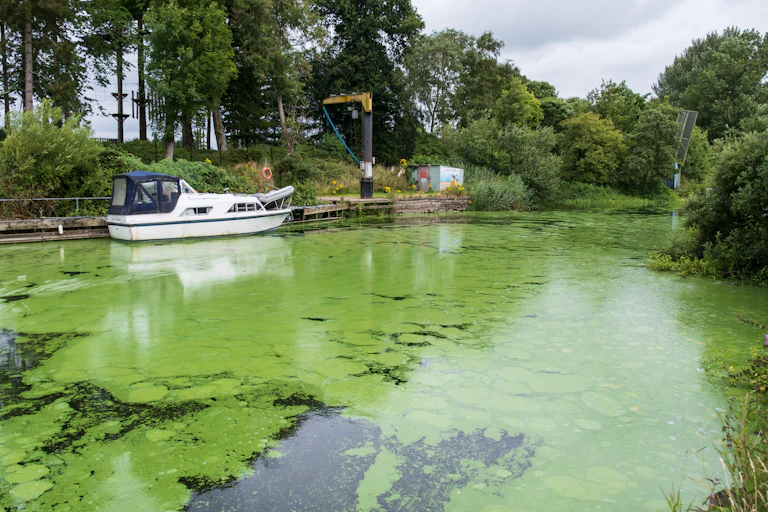 green algae on water surface, boats in background