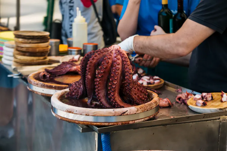Gente cortando pulpos después de haberlos cocido para preparar pulpo a la gallega.
