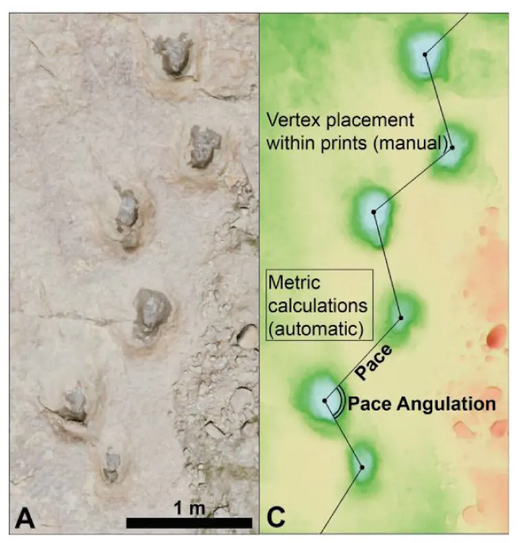 Fragmento del rastro de huellas de dinosaurio saurópodo en Colorado del Jurásico Superior, con posibles problemas en la marcha, y parámetros de estudio.