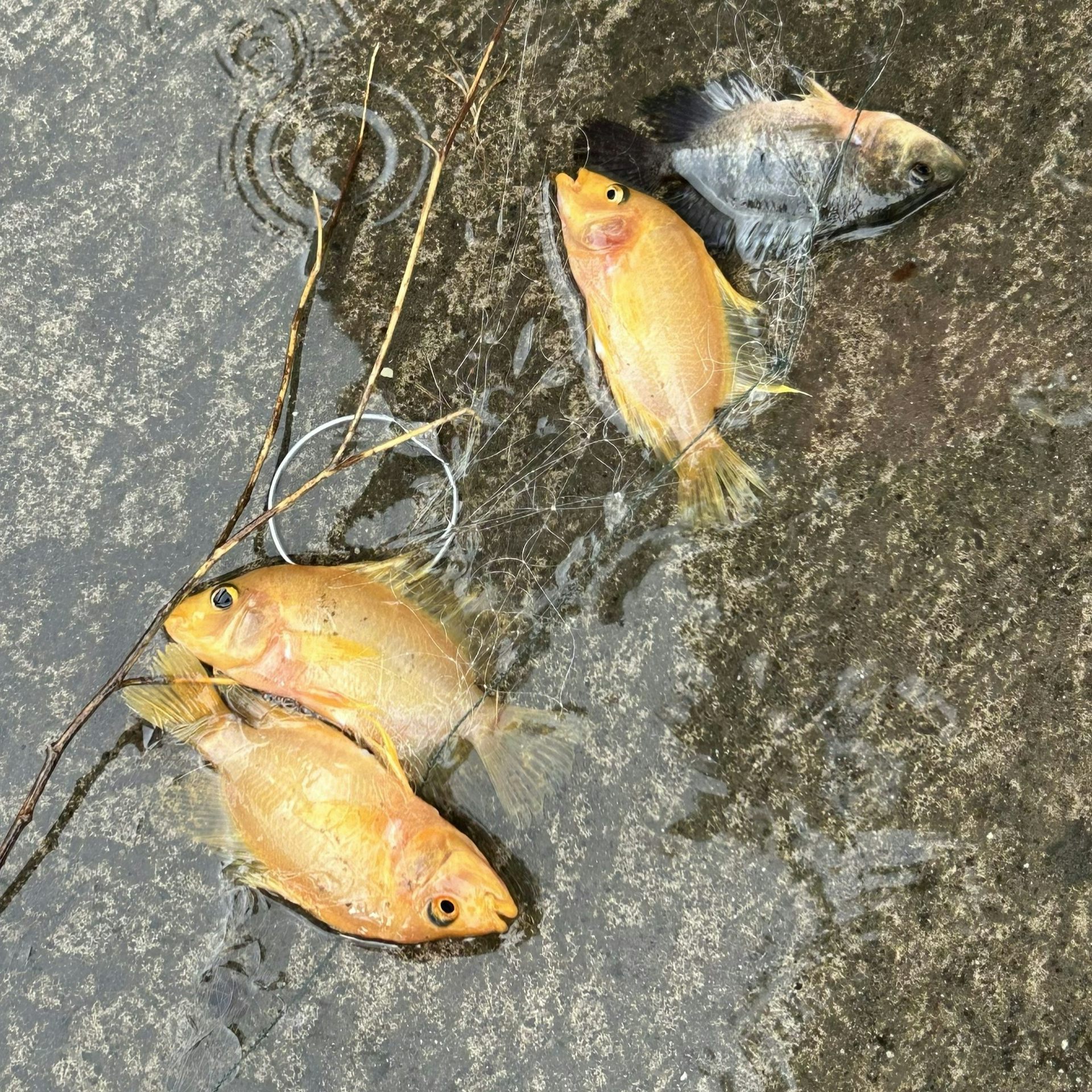 Bukan cuma ikan sapu-sapu, ada banyak spesies invasif di perairan kita termasuk ikan nila