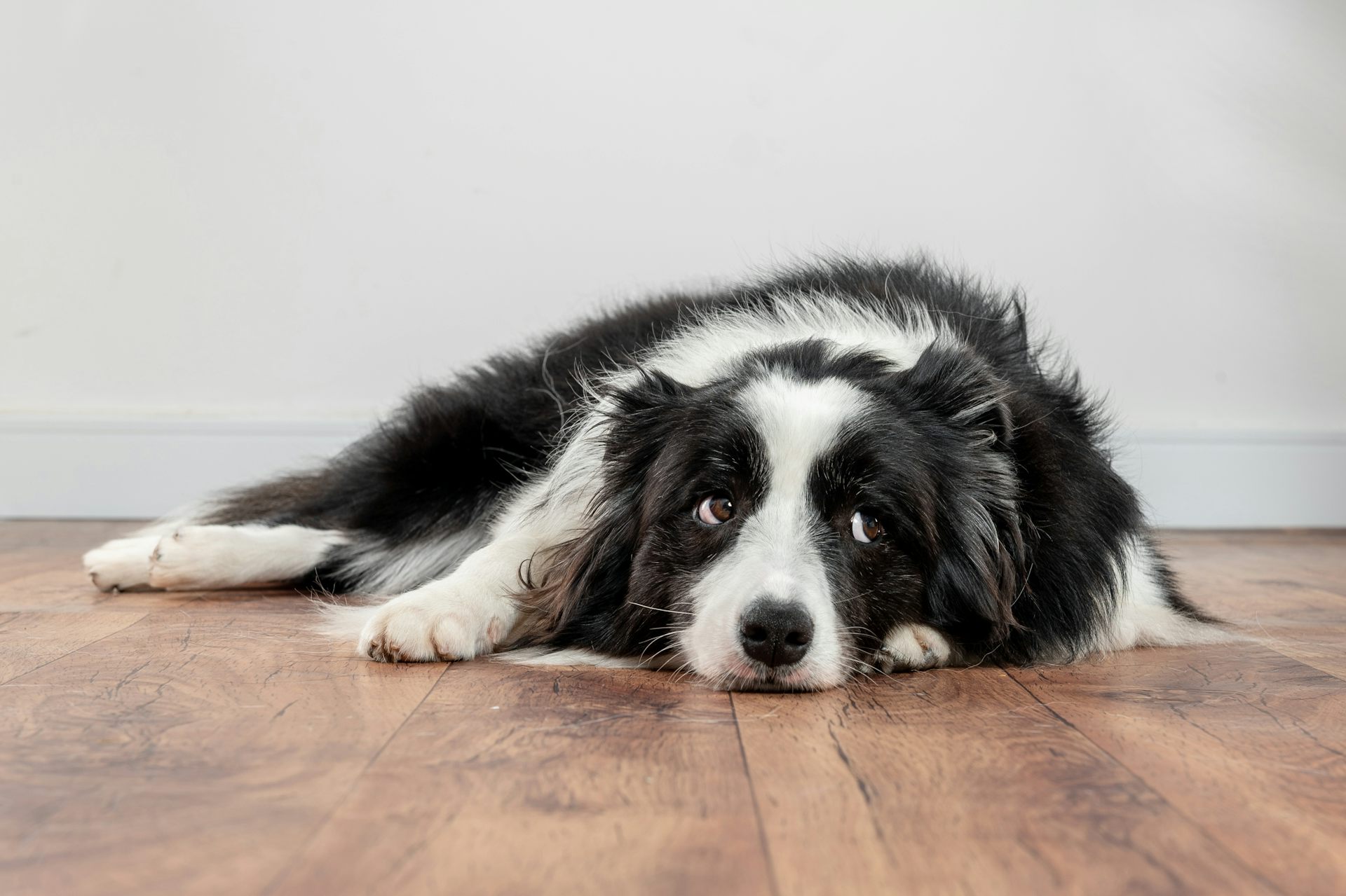 Um cão collie triste deitado no chão