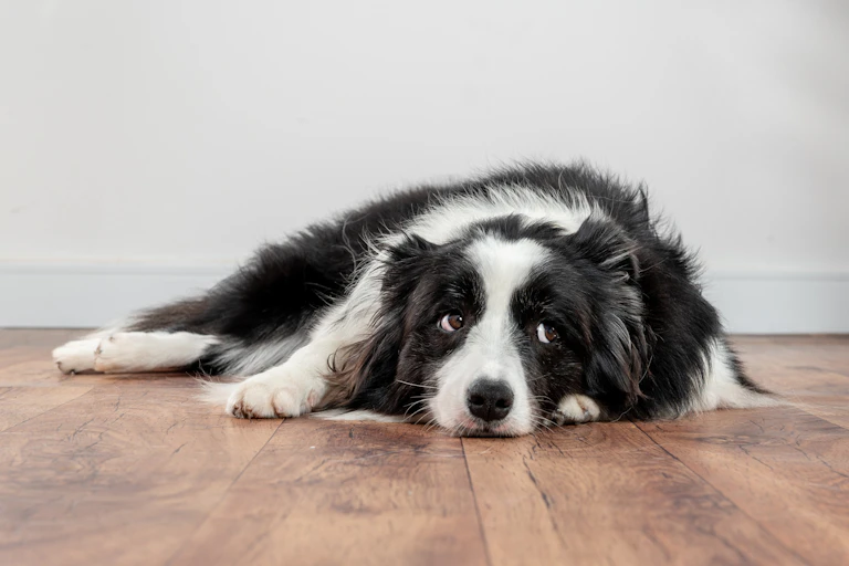 Um cão collie triste deitado no chão