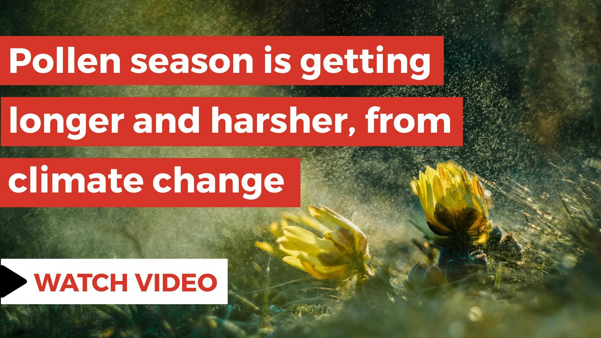 Pollen falling over a lawn. There is text that says, ‘Pollen season is getting longer and harsher, from climate change.’