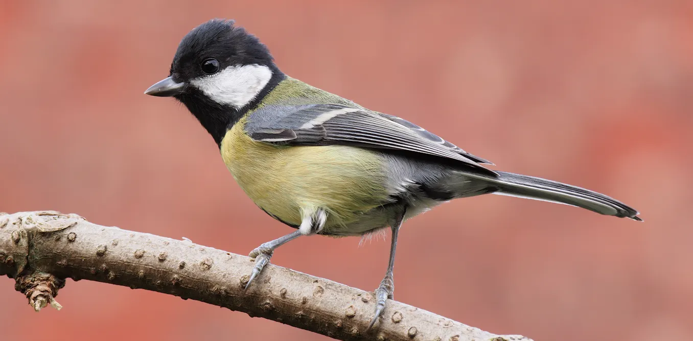 Paris has successfully cut noise pollution, but urban birds still can’t sing at their natural pitch