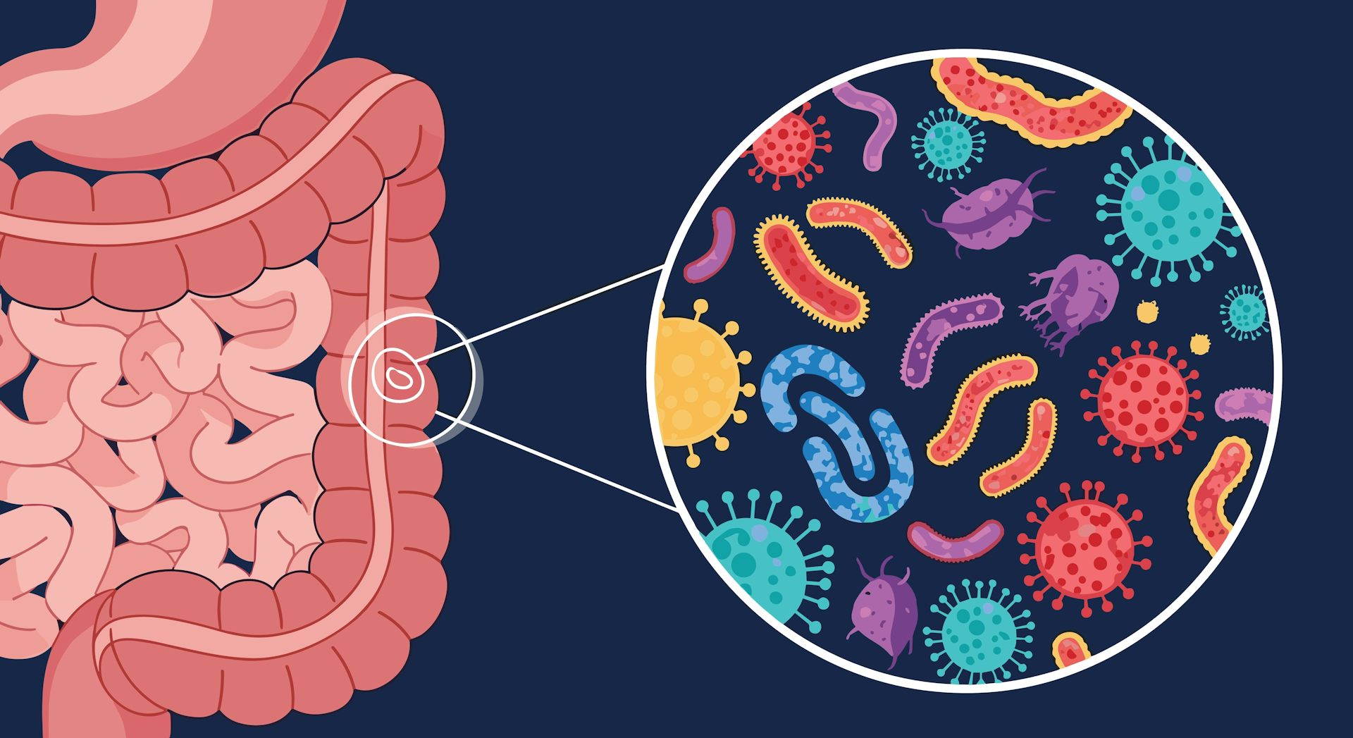 A digital drawing depicting some of the many microbes found in the gut microbiome.