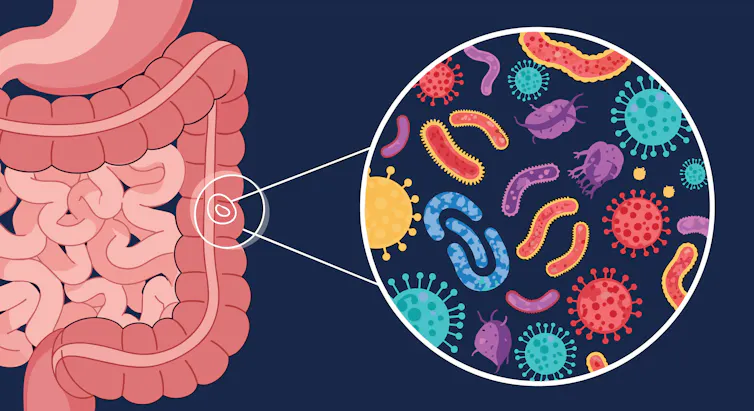 A digital drawing depicting some of the many microbes found in the gut microbiome.