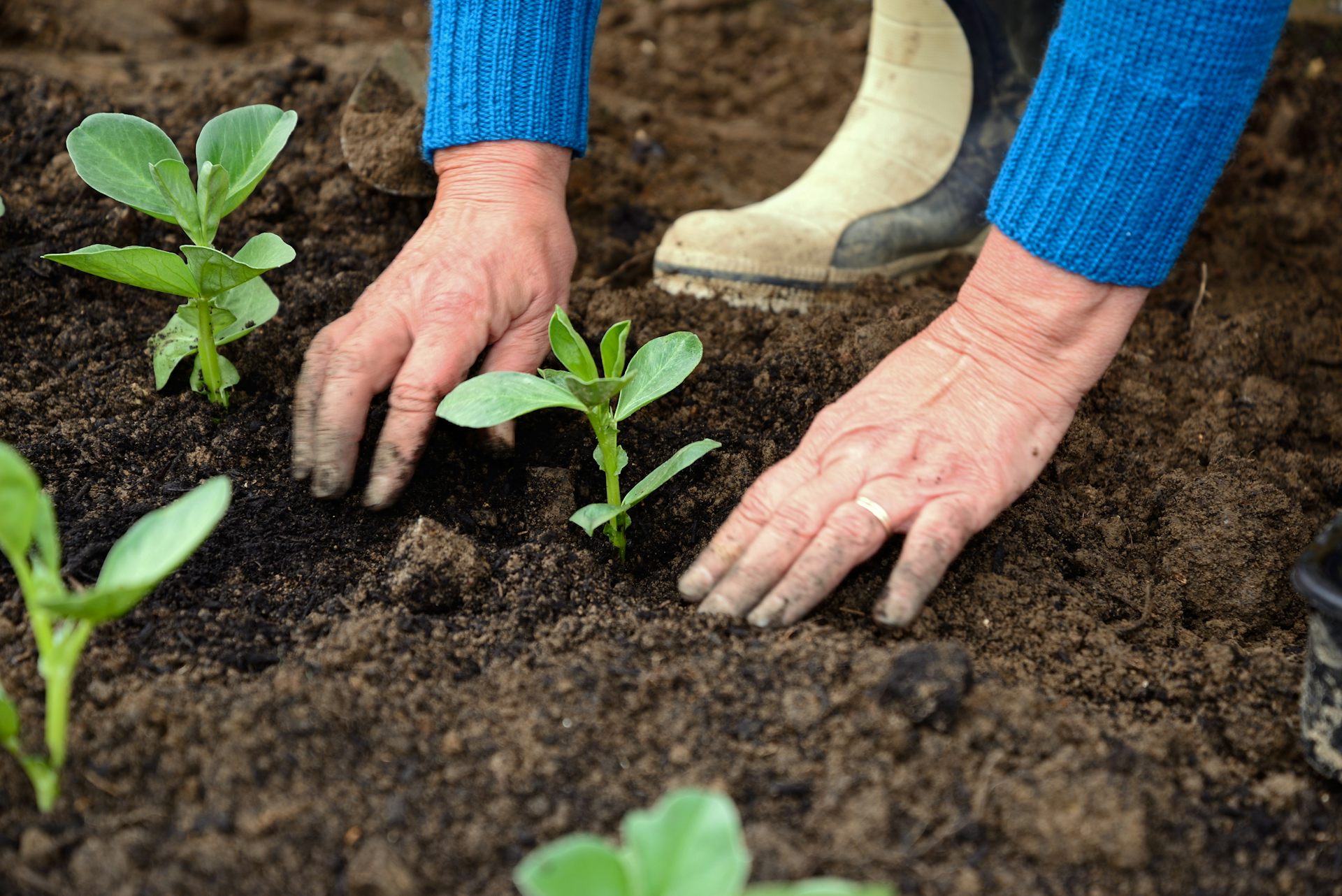 Plantules de haricots plantées dans une parcelle de légumes, Chard, Somerset, Royaume-Uni. 