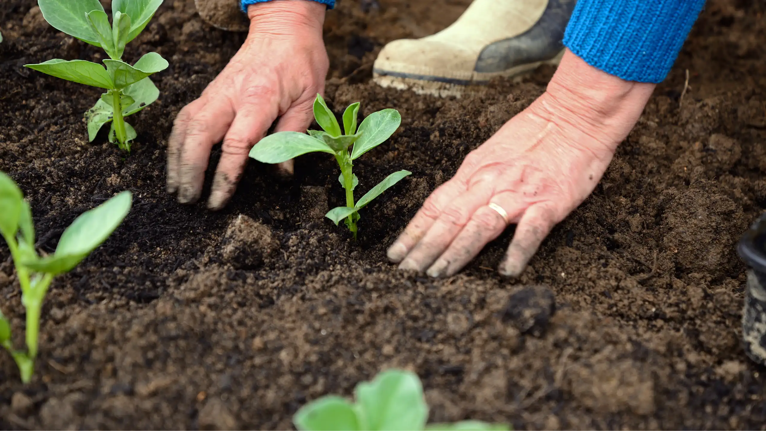 Plantules de haricots plantées dans une parcelle de légumes, Chard, Somerset, Royaume-Uni.