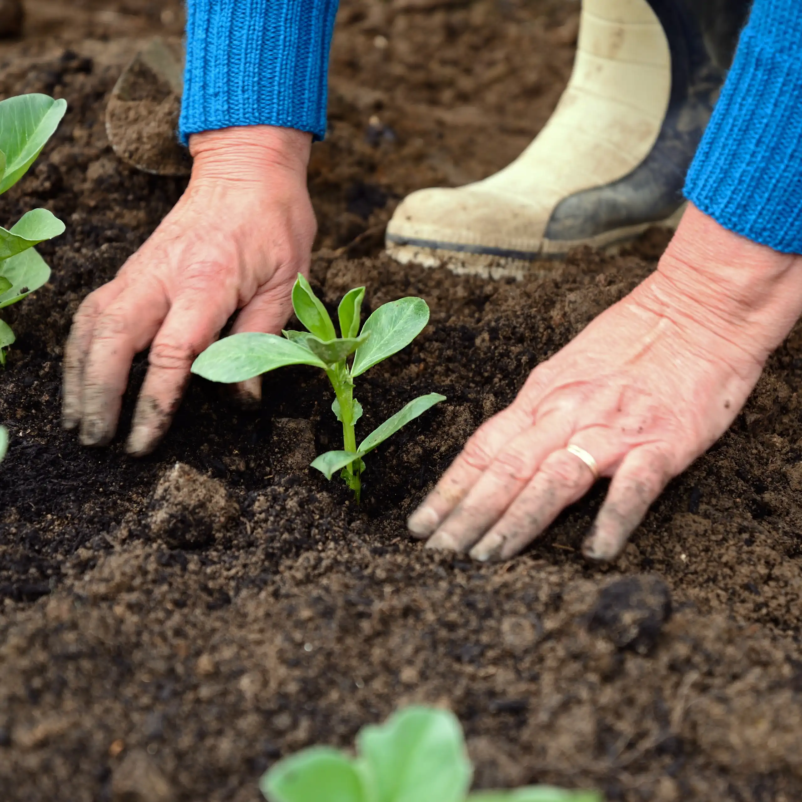 Plantules de haricots plantées dans une parcelle de légumes, Chard, Somerset, Royaume-Uni.