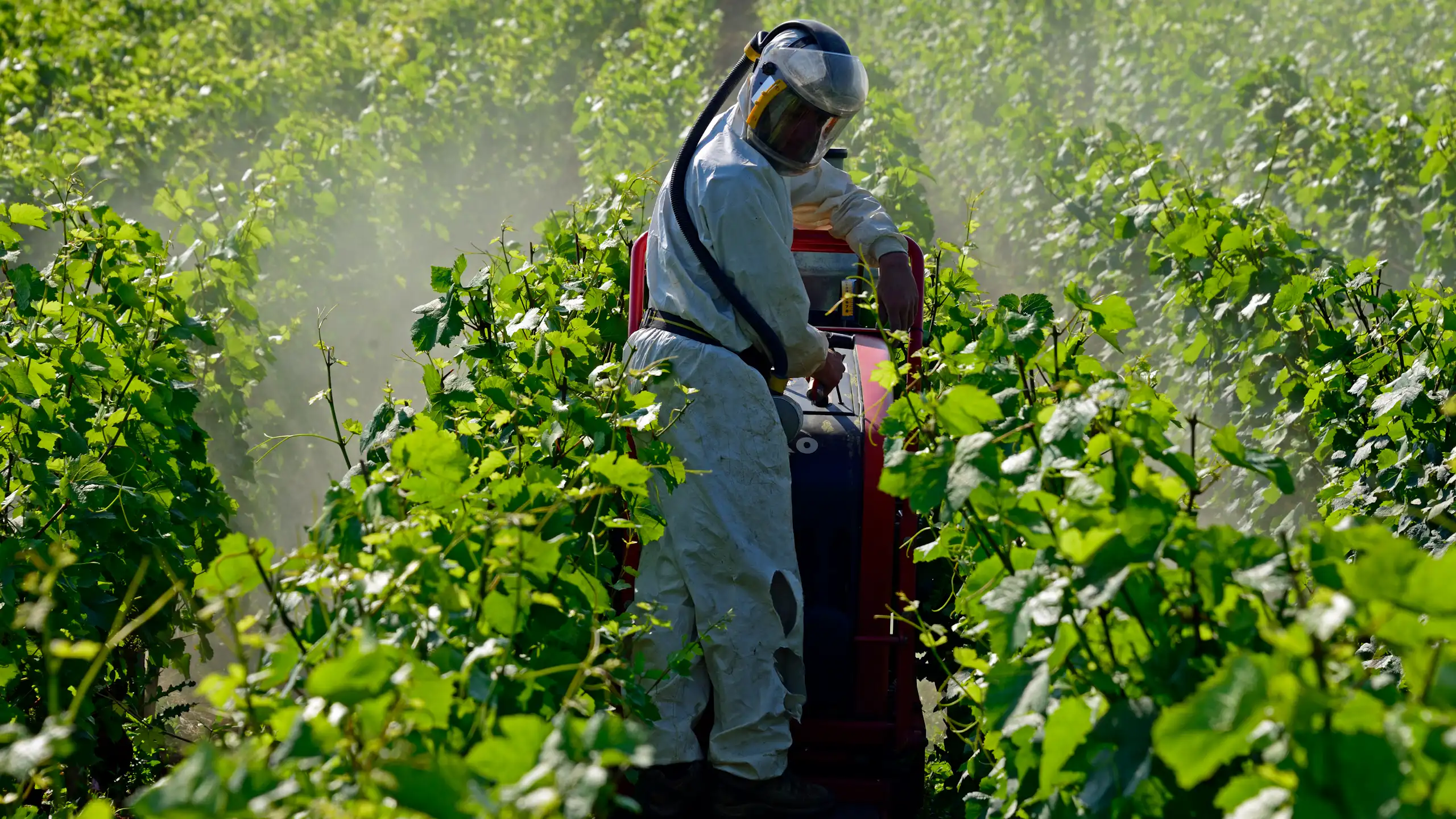Une pulvérisation de pesticides près de Dijon.