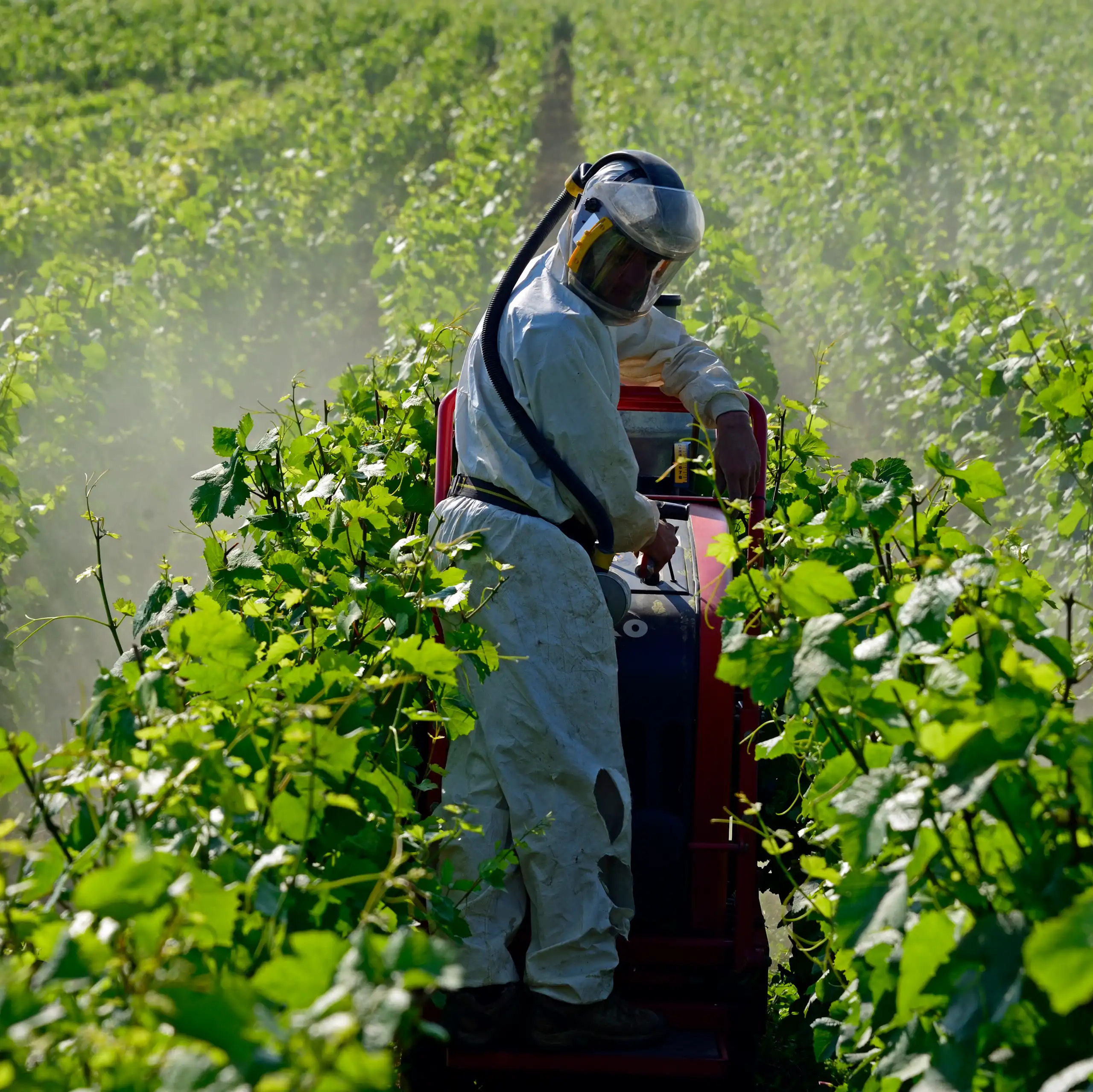Une pulvérisation de pesticides près de Dijon.